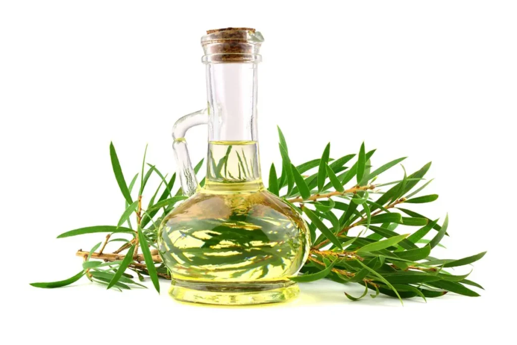 Does Tea Tree Oil Help With Dandruff? Win